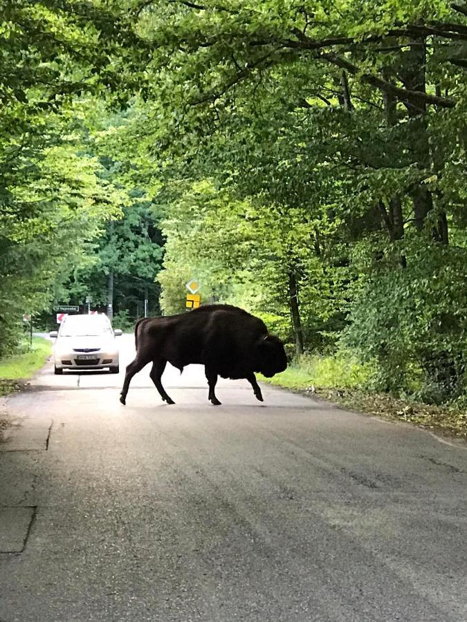 Zagroda W Puszczy Białowieża Exteriör bild