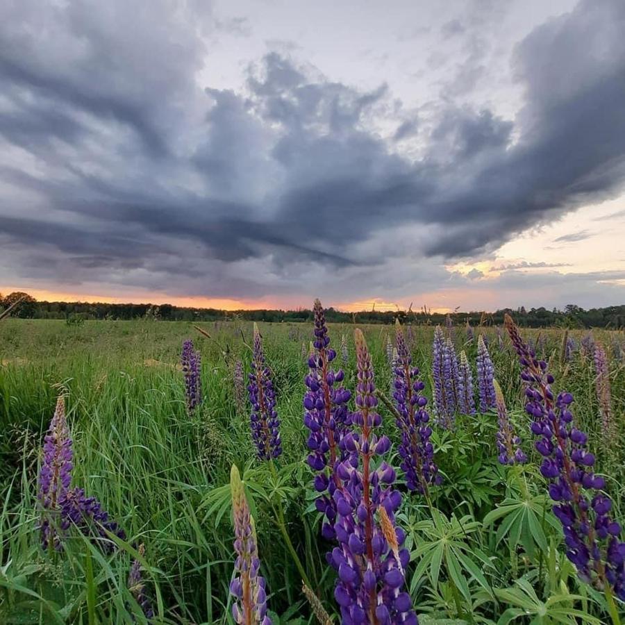 Zagroda W Puszczy Białowieża Exteriör bild