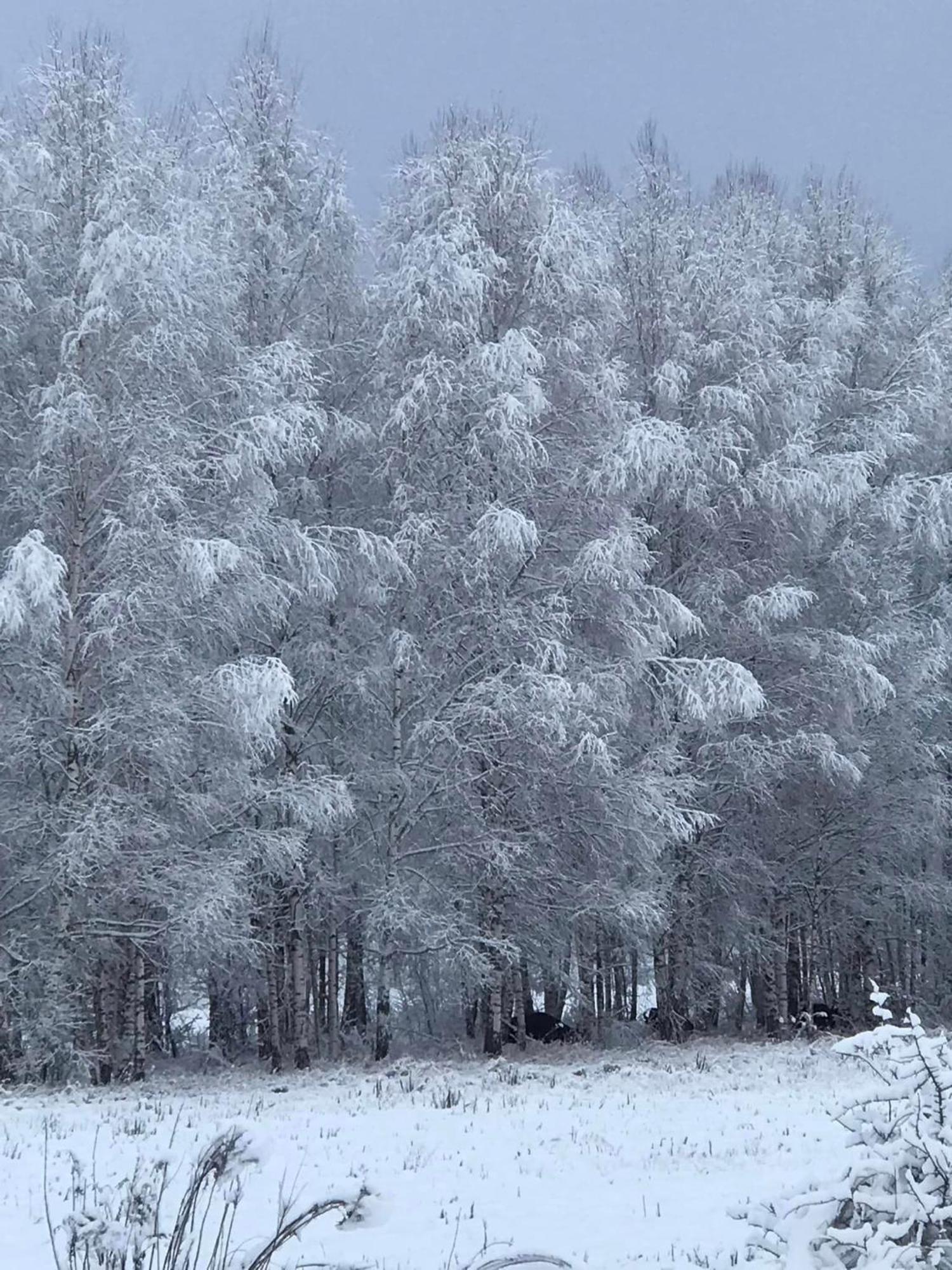 Zagroda W Puszczy Białowieża Exteriör bild